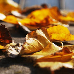 在线轰炸电话网页版免费测试